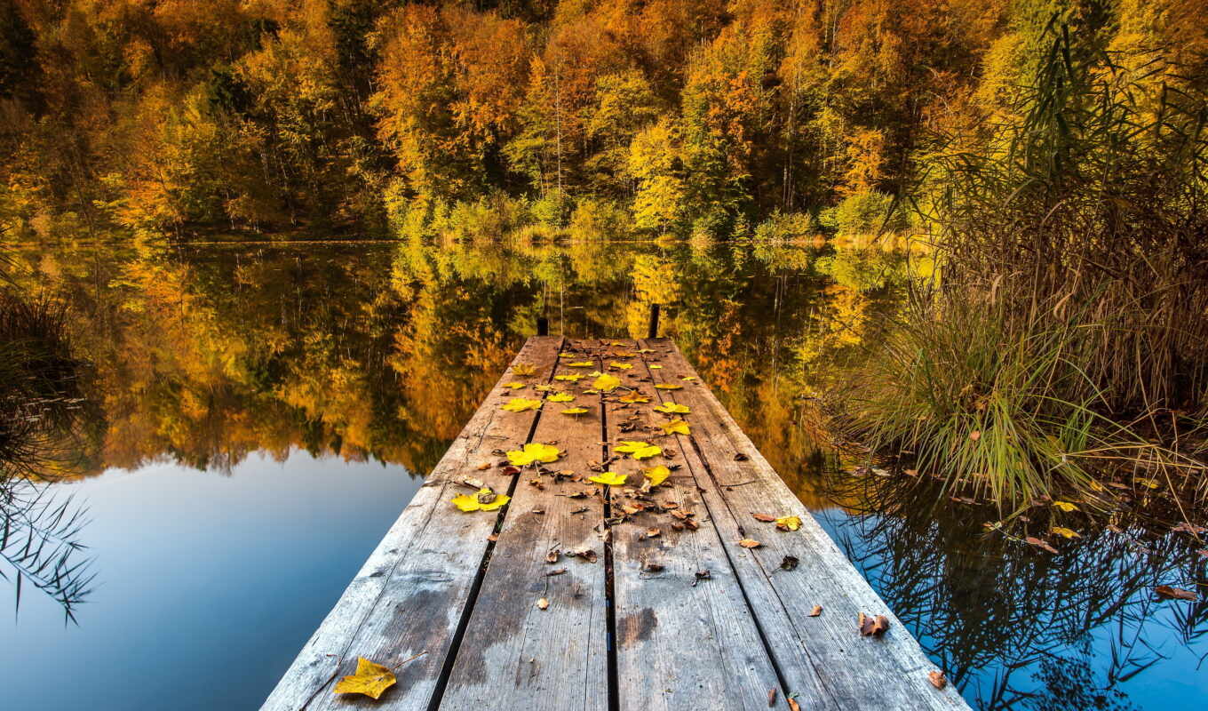озеро, природа, лес, мост, осень, листва