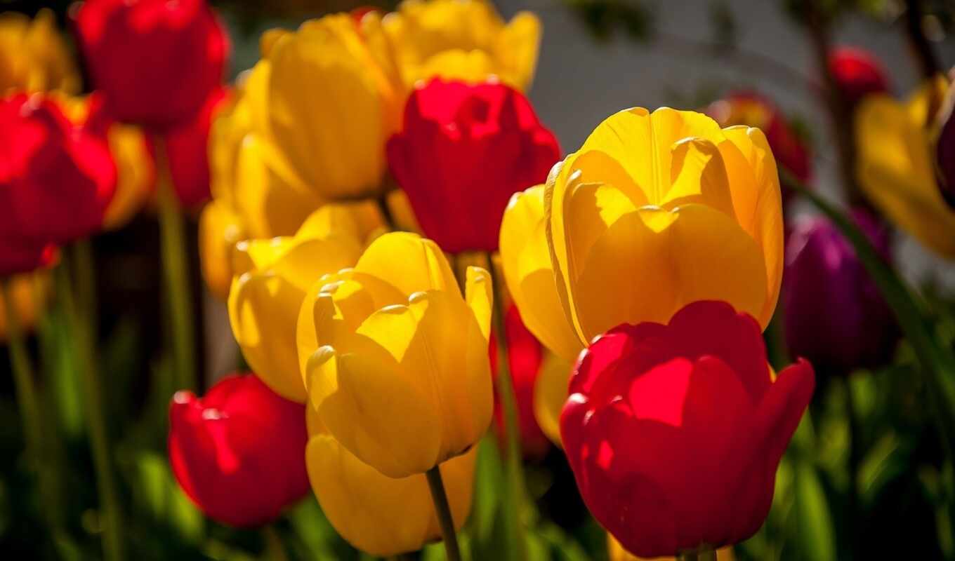 free, red, beautiful, yellow, tulip, cvety