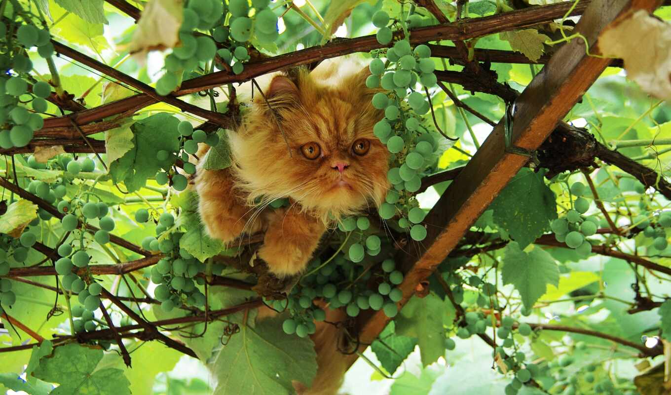 зелёный, кот, планшетный, animal, виноград, leaf, gato, katze, animalia, trauben