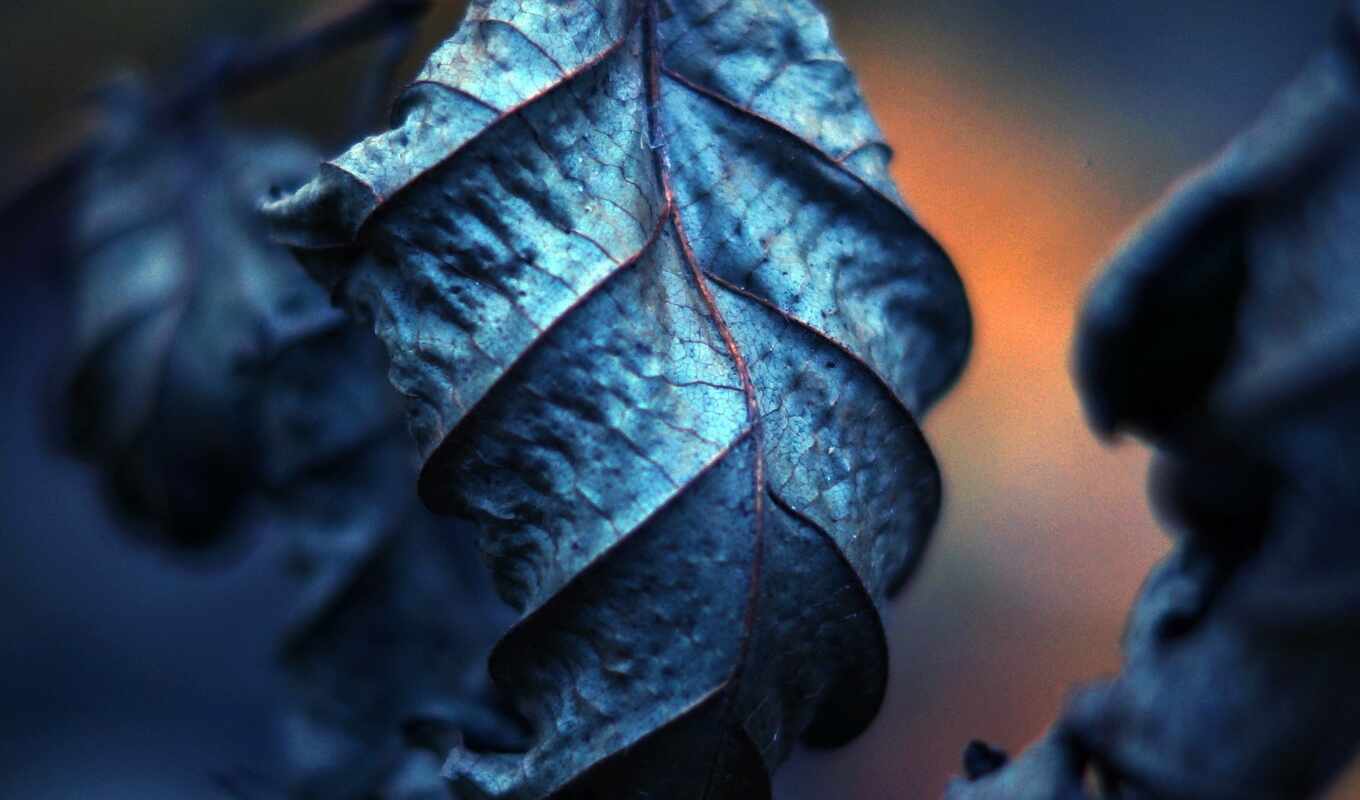 природа, blue, лист, дерево, осень, оттенок, shirokoformatnyi, makryi