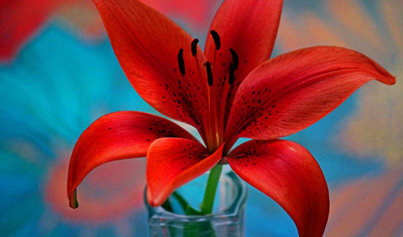 цветы, red, lily