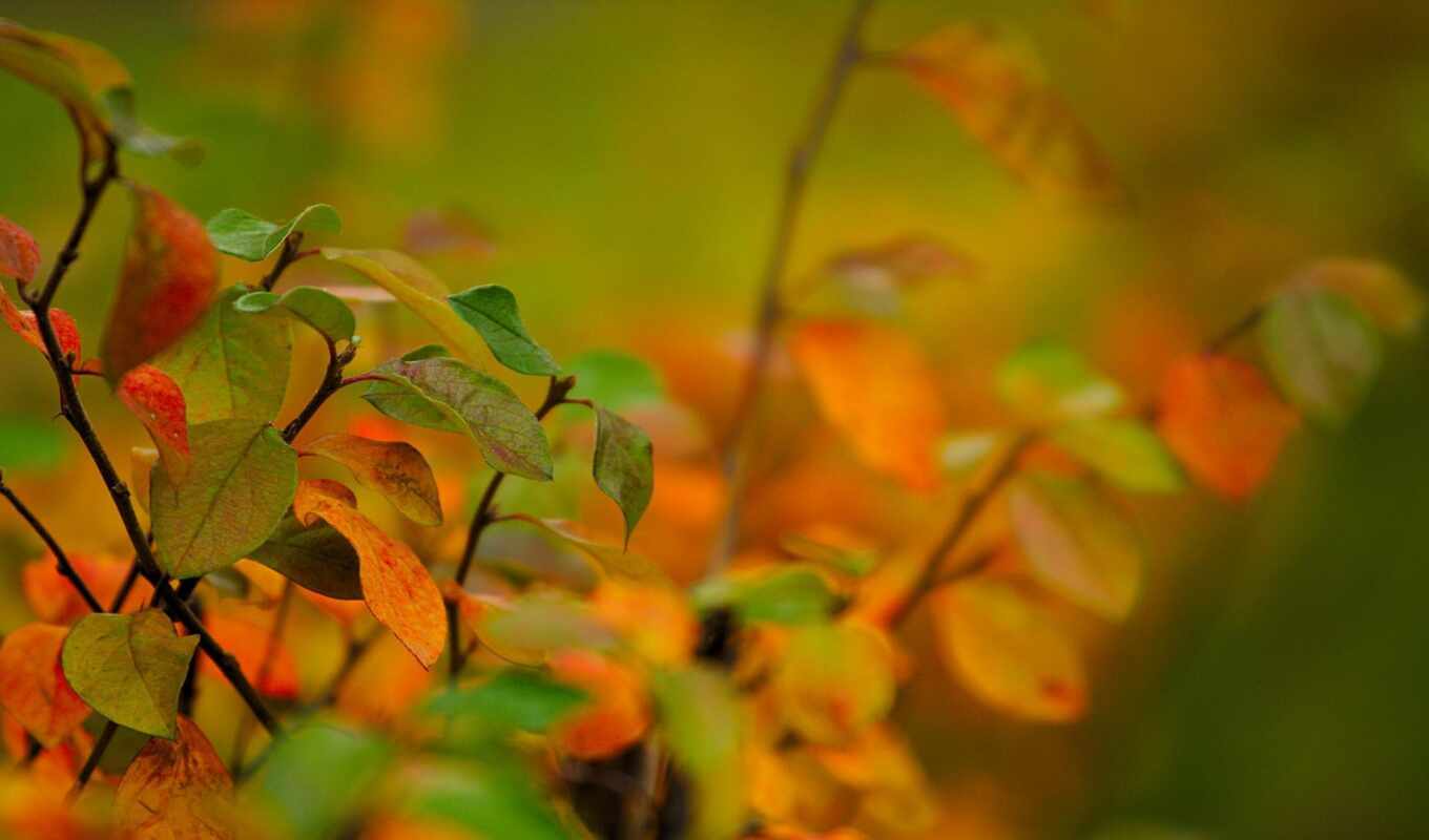 природа, лист, осень, branch, bush, makryi