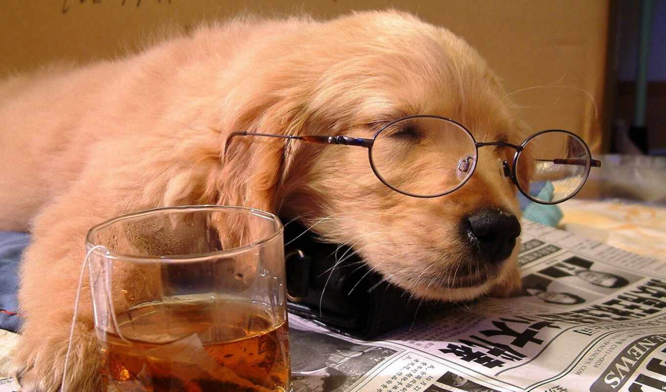 glass, style, dog, golden, puppy, animal, retriever, point, newspaper