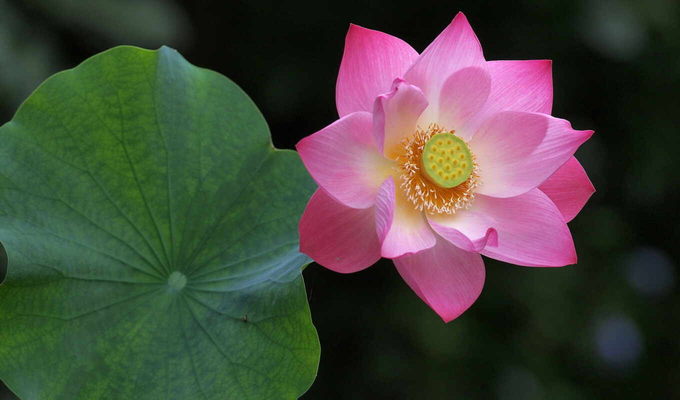pink, lotus, vegetation, creation
