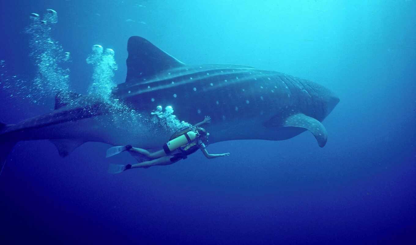 big, shark, diving