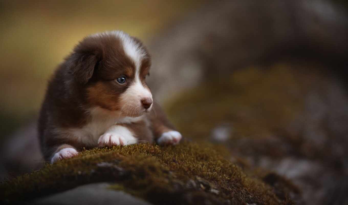 picture, dog, to find, puppy, beautiful, border, thous, sweetheart, collie