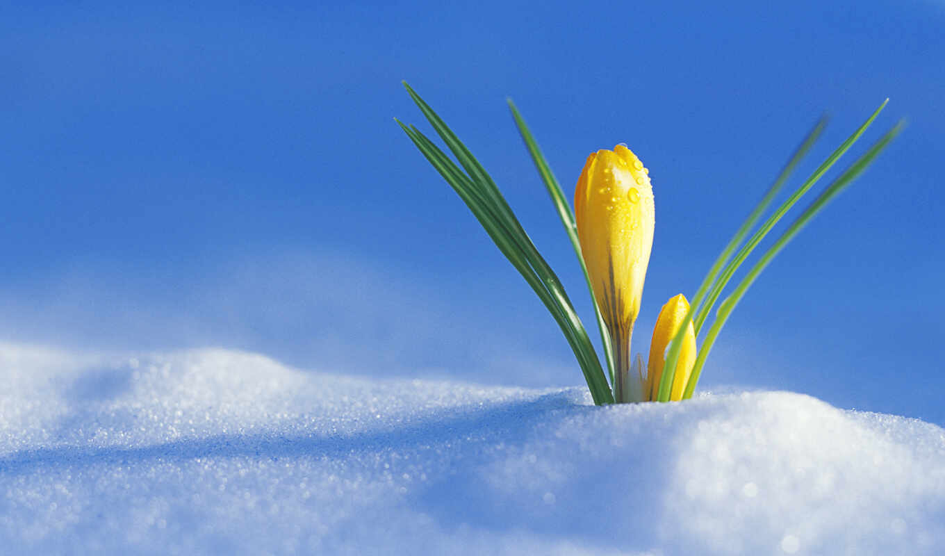 flowers, snow, spring, yellow, crocus