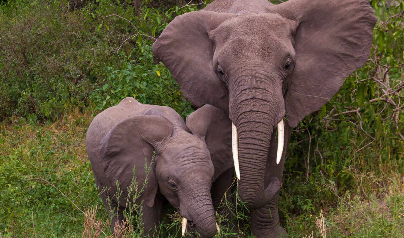 слоны, материнство