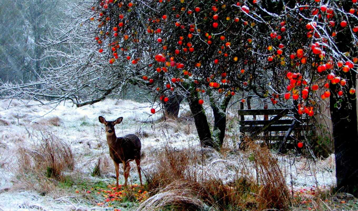 nature, grass, snow, winter, forest, snow, trees, doe, apples, long