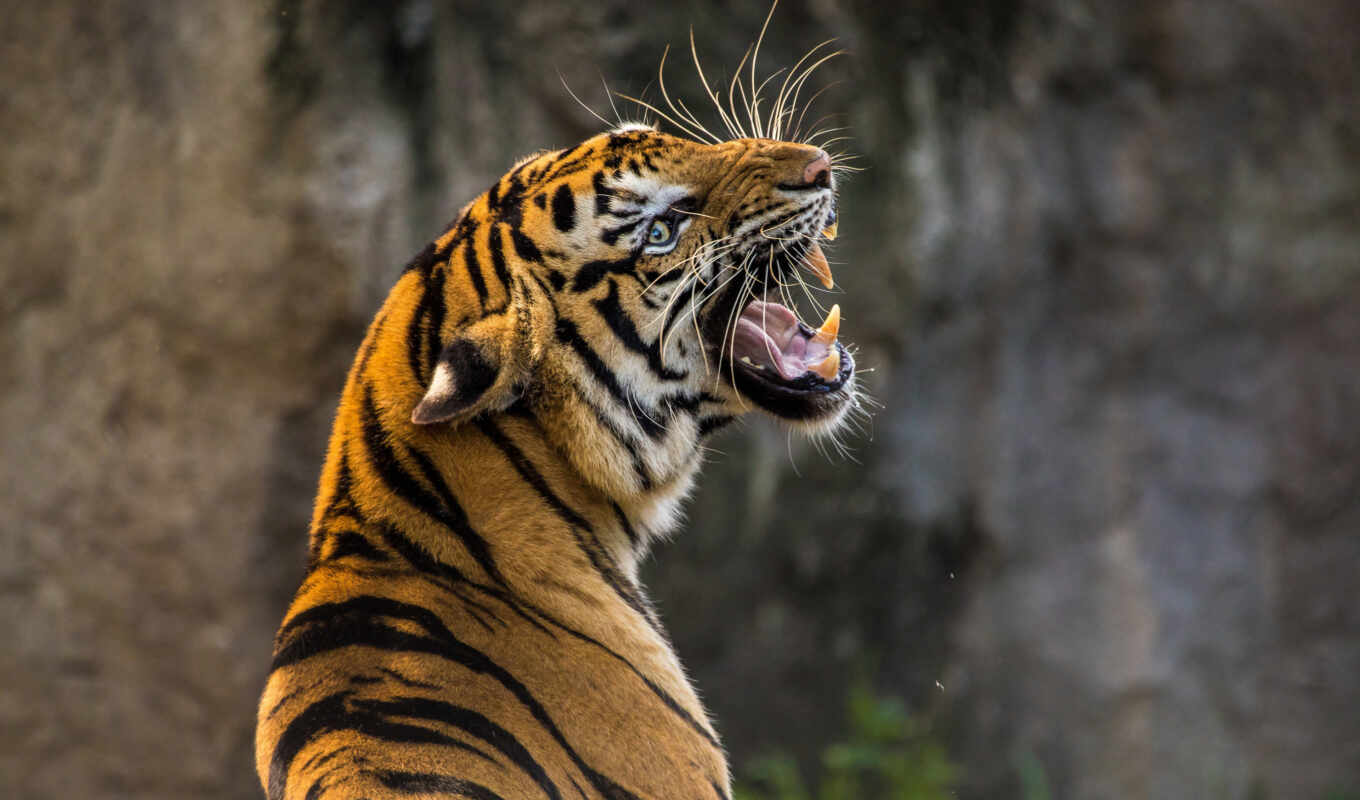 хищник, тигр