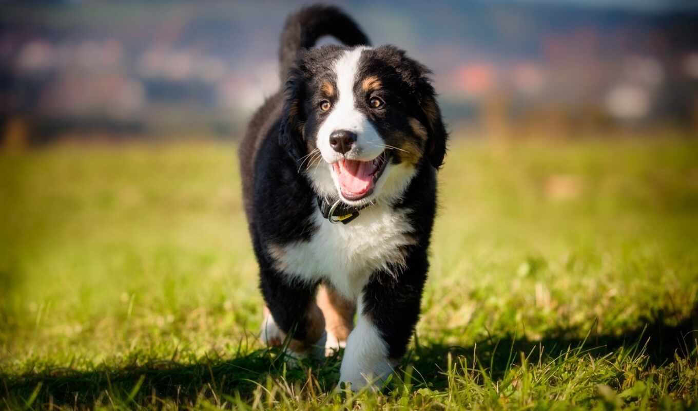 mountain, dog, background, of, cani, cane, pet, bernese, bovaro, domestic
