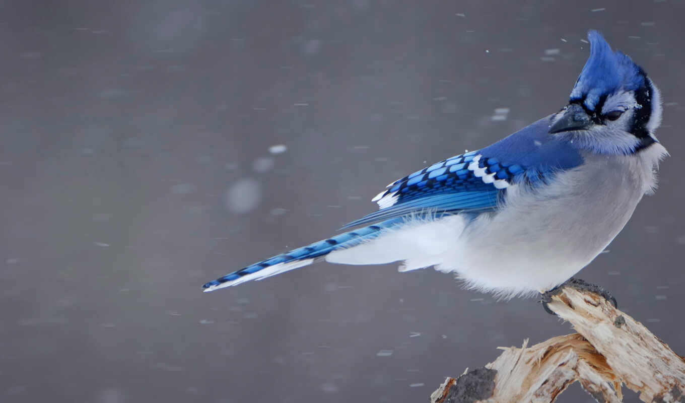 you, blue, jay, free, background, bing