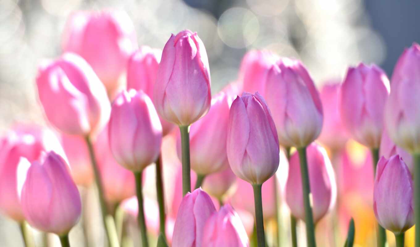 flowers, beautiful, tulip