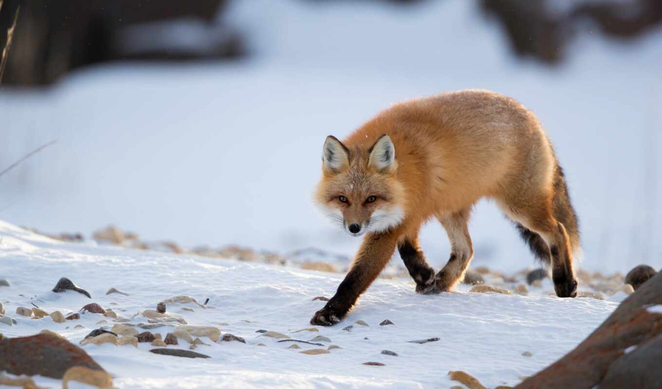 red, snow, winter, walk, fox, see, predator, animal, cover, id, a mammal
