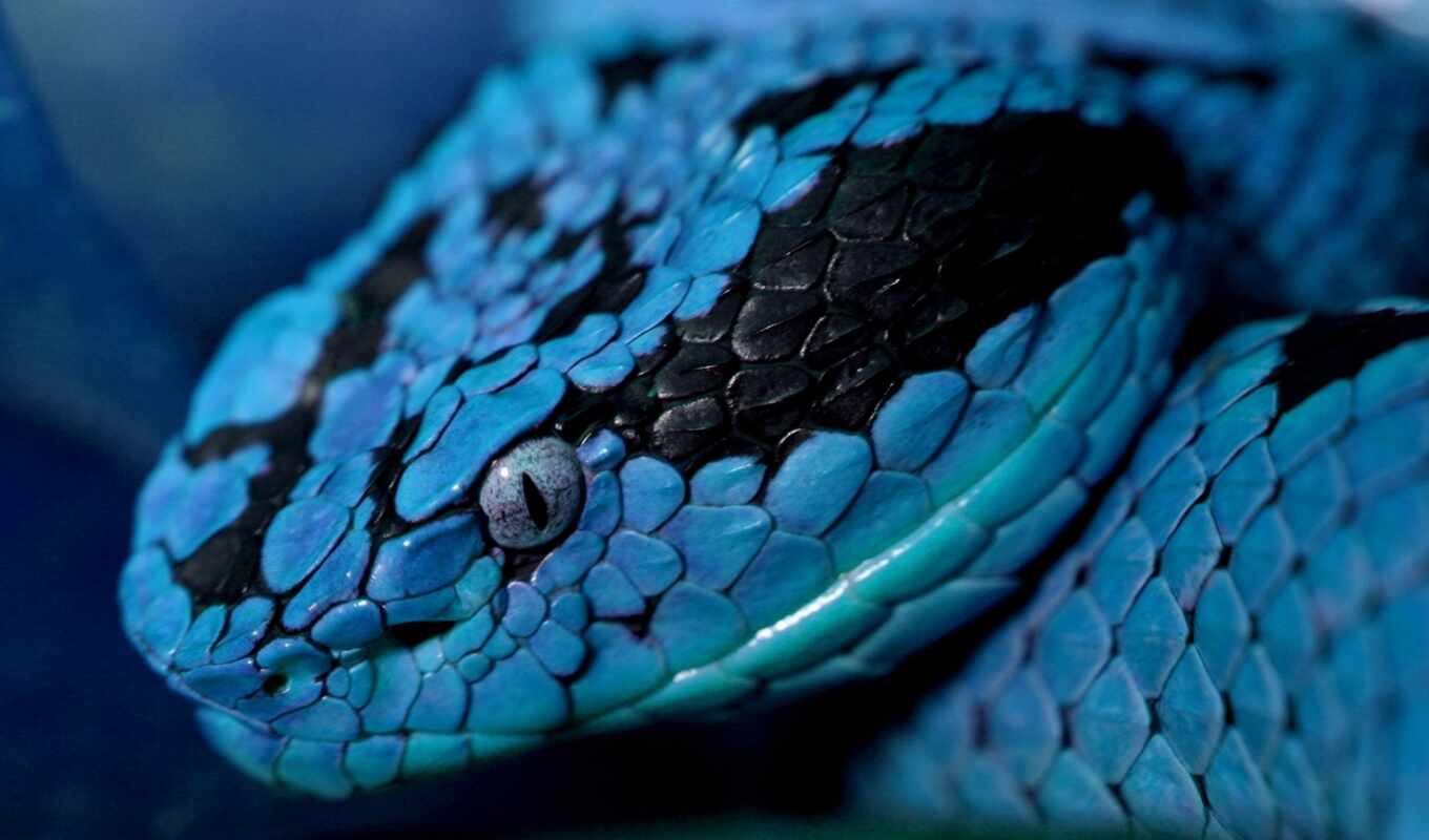 black, blue, глаз, animal, snake, reptile