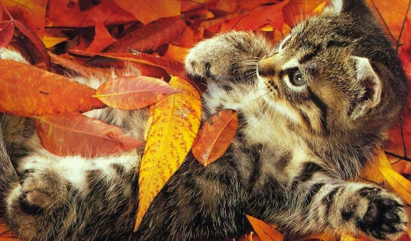 осень, день, cats, веселая, urka