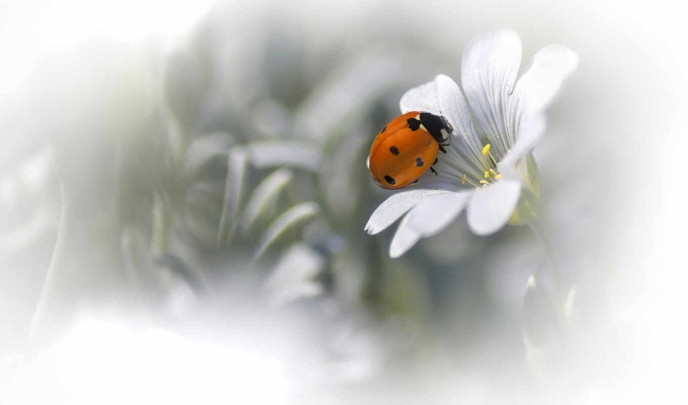 nature, desktop, flowers, background, macro, ladybug, petals, bugs