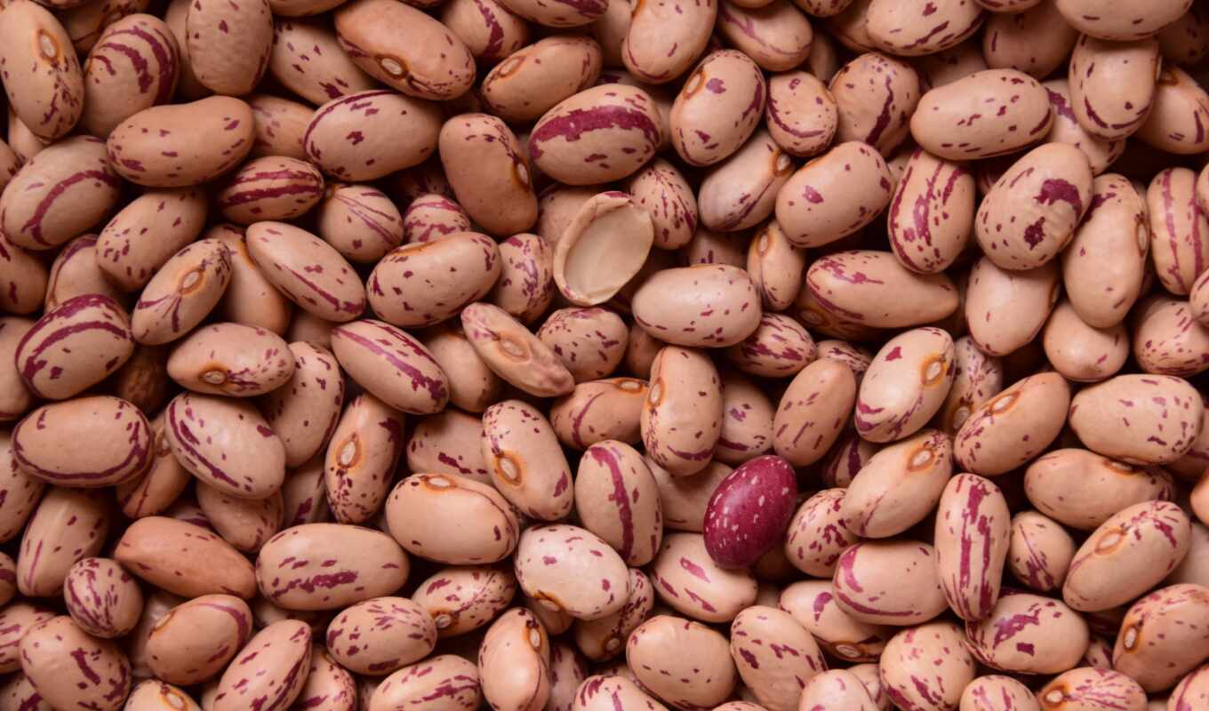 meal, you, free, powder, bean, healthy, beans, seeds, lgus, quail