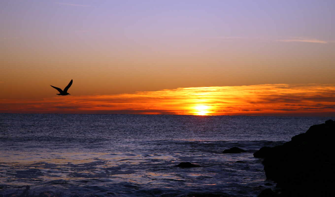 desktop, high, sunset, sea, sunrise, seagull