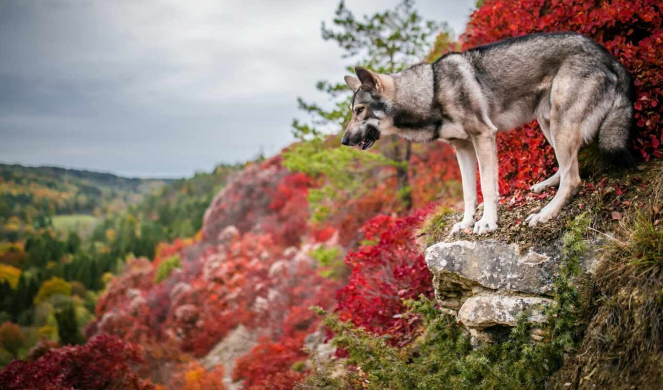фон, und, собаки, натуральная, wolfdog