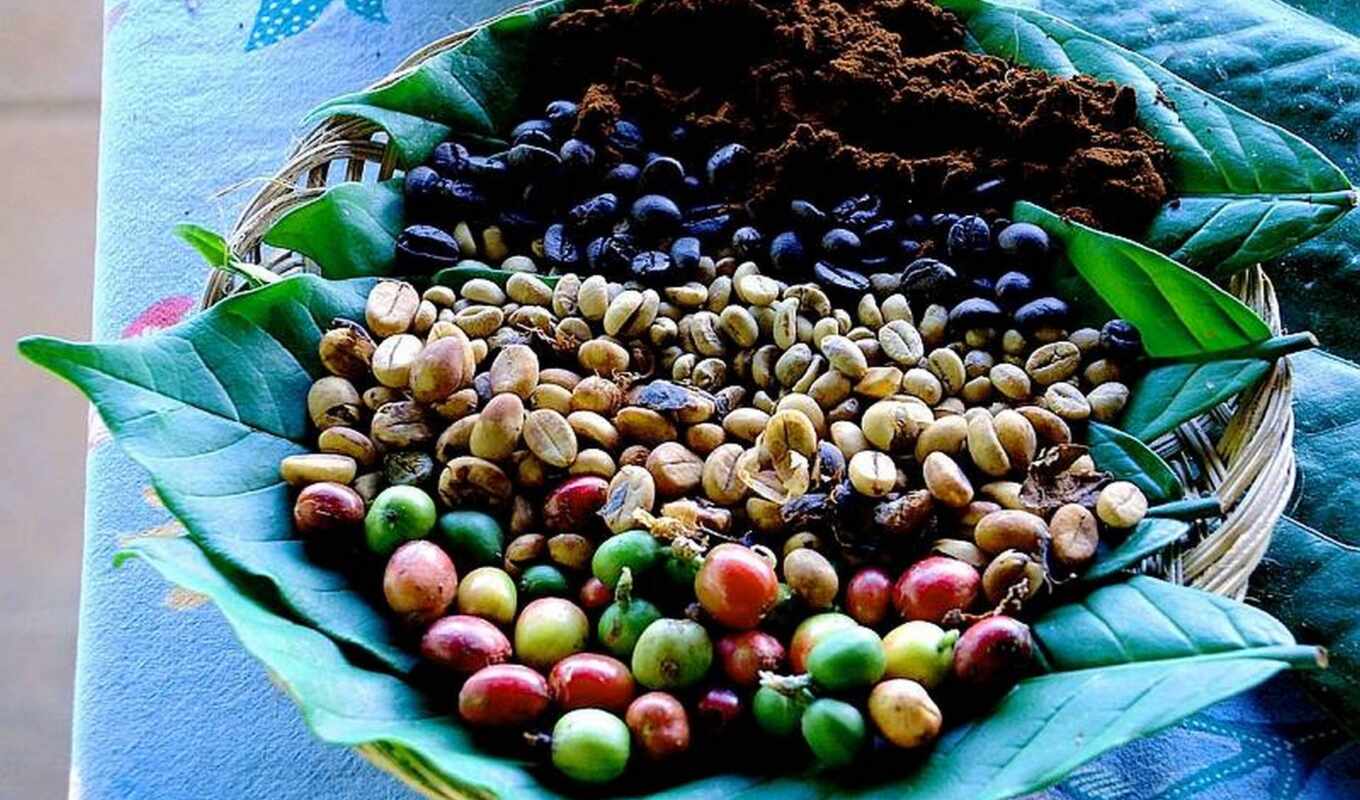 coffee, зерна, купить, условиях, кофейные, выращивание, кофейного, выращивают, выращивания