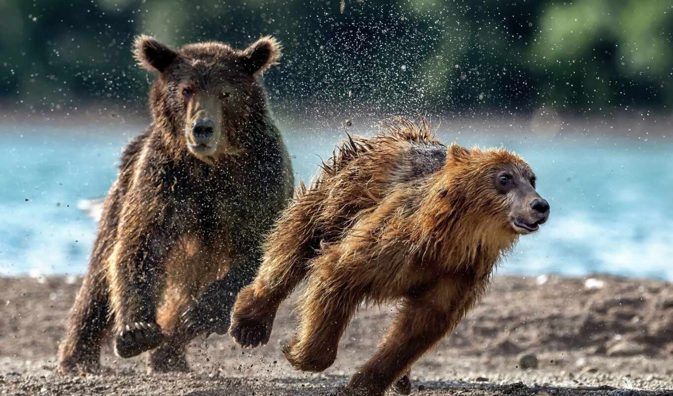 action, when, shoot, bear, splashes, animal, running, park, national, two, geographic
