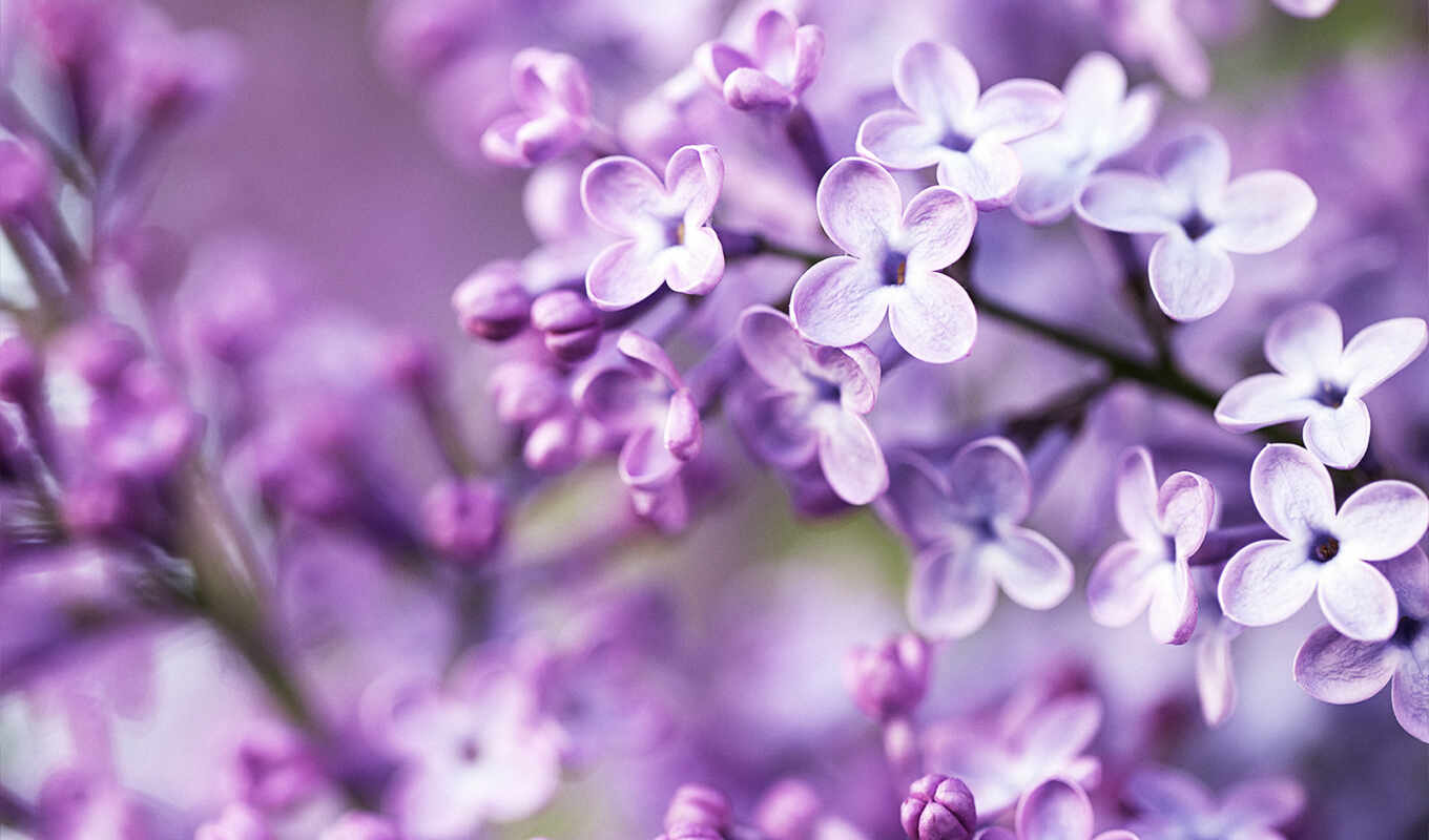 flowers, free, background, purple, branch, spring, lilac, erlikon, quote book, notka