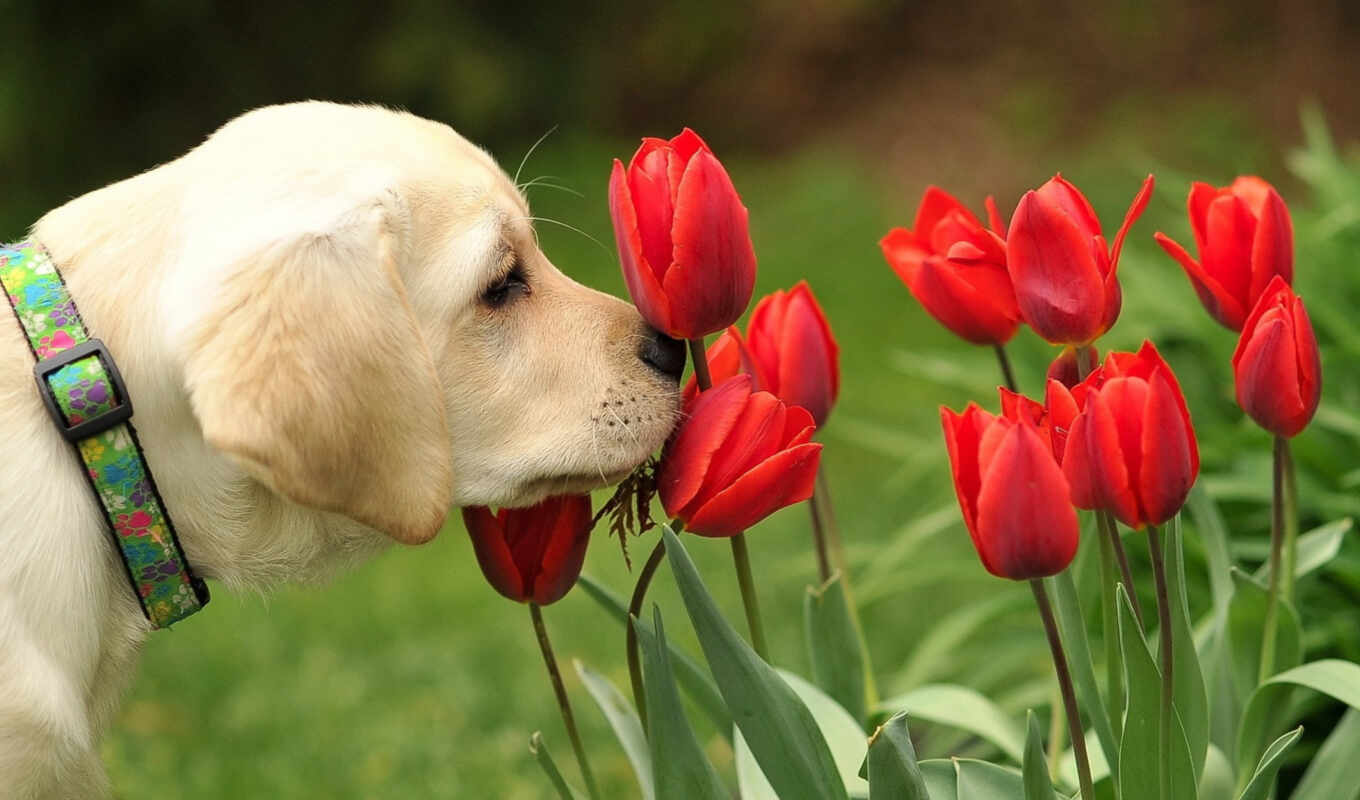 simple, Labrador, inspiration, tulip, stand, tulle, myself, a trifle, surround, sniff, detection