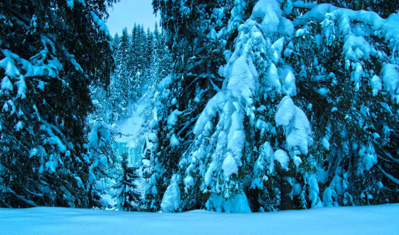nature, blue, ipad, tree, frost, snow, winter, permission, function, poehalus