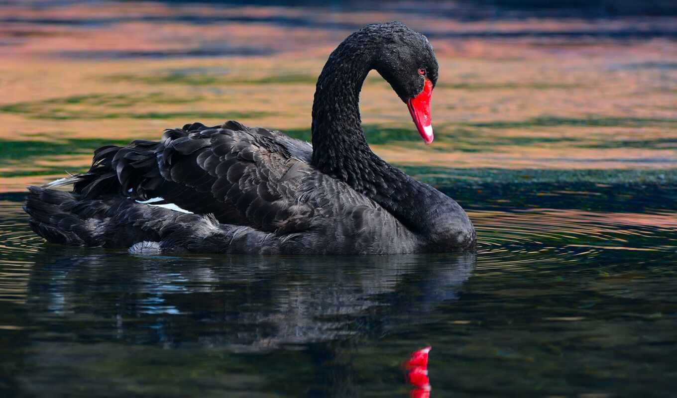black, photographer, water, alexey, bird, wild, swan