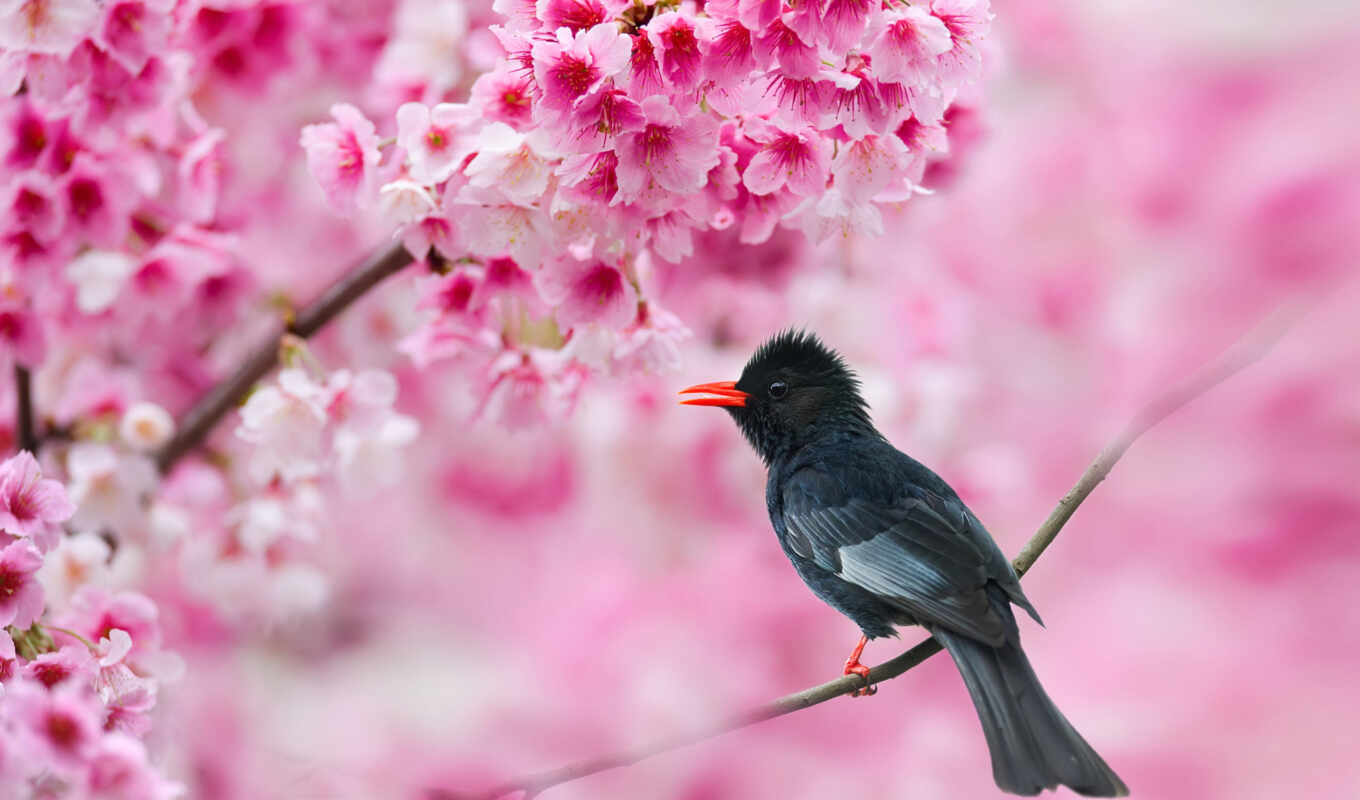 black, цветы, mobile, дерево, Сакура, птица, розовый, branch, весна, sound, поздравление