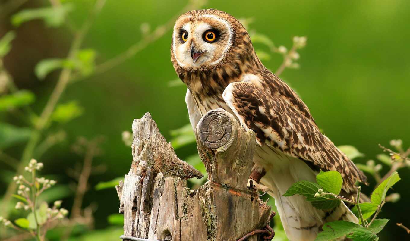 view, owl, bird, stump