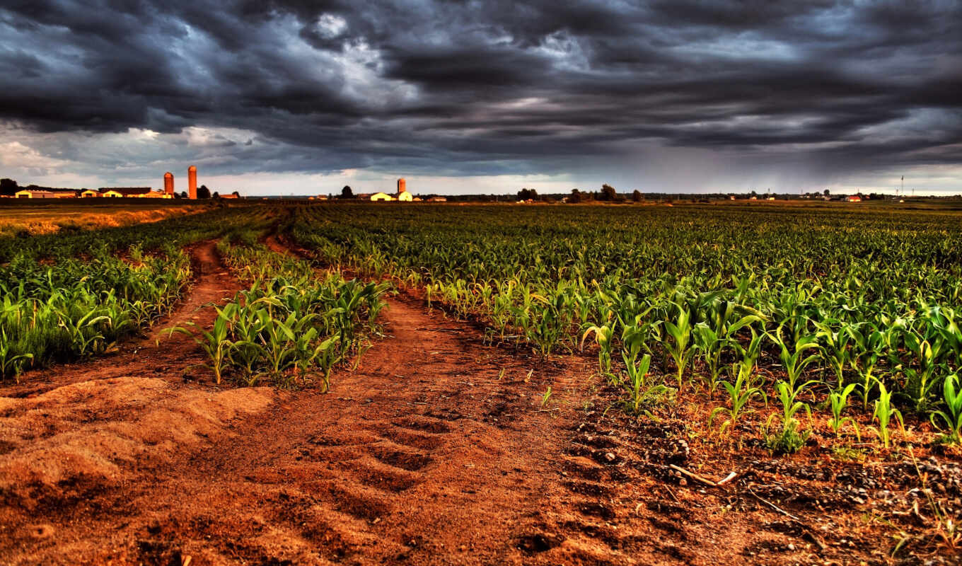 поле, ферма, кукурузы, corn, margin, фермы, кукурузное