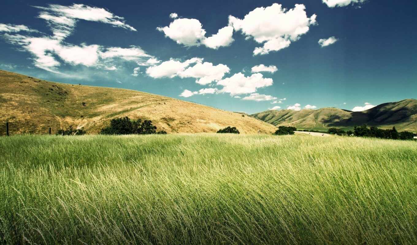 nature, sky, fone, grass, beautiful, field, green, ears of corn, cloud, clouds, margin