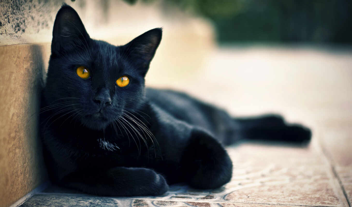 black, взгляд, свет, улица, кот, смотрит, кошки, zhivotnye, хорошем