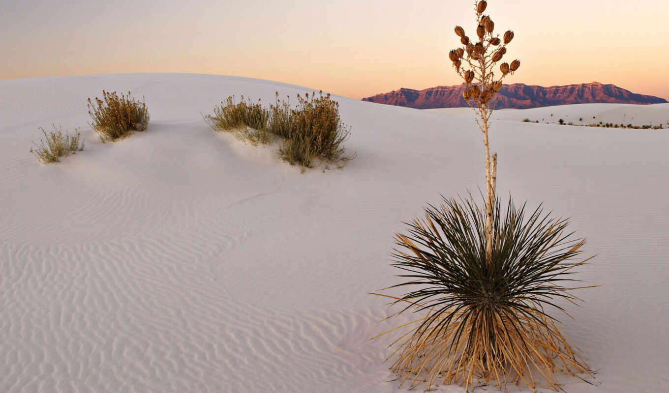 nature, white, sun, sand, website, plant, desert, miro