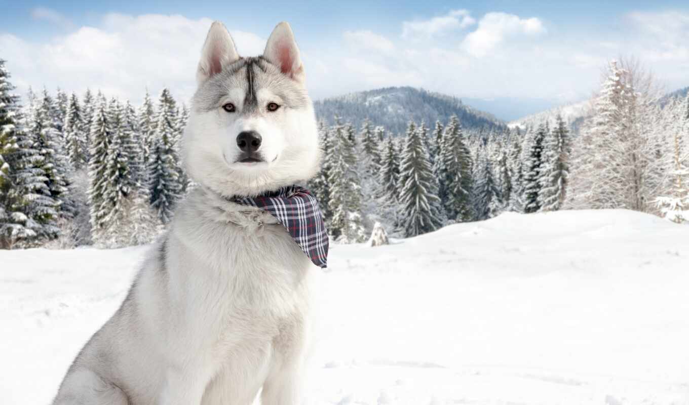 снег, winter, собака, хаска