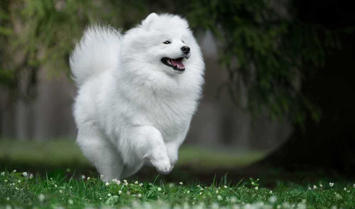 white, big, dog, little, husky, breed, plush, fluffy, bear, samoedskii