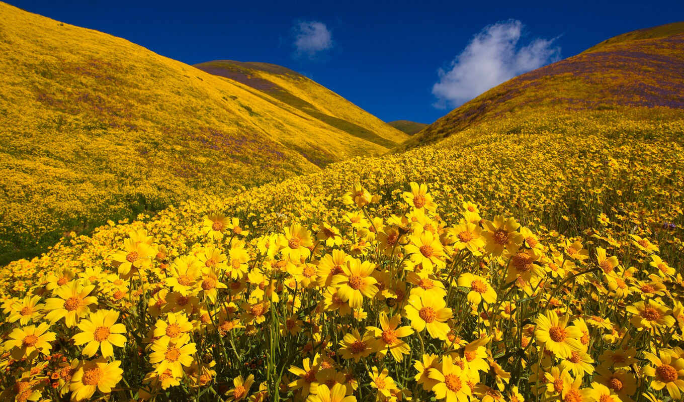 цветы, california, hill, yellow, national, plain, памятник