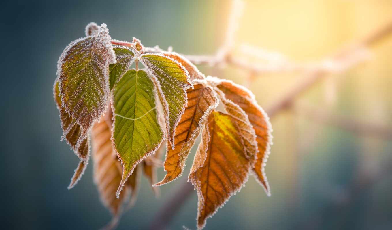 frost, leaf