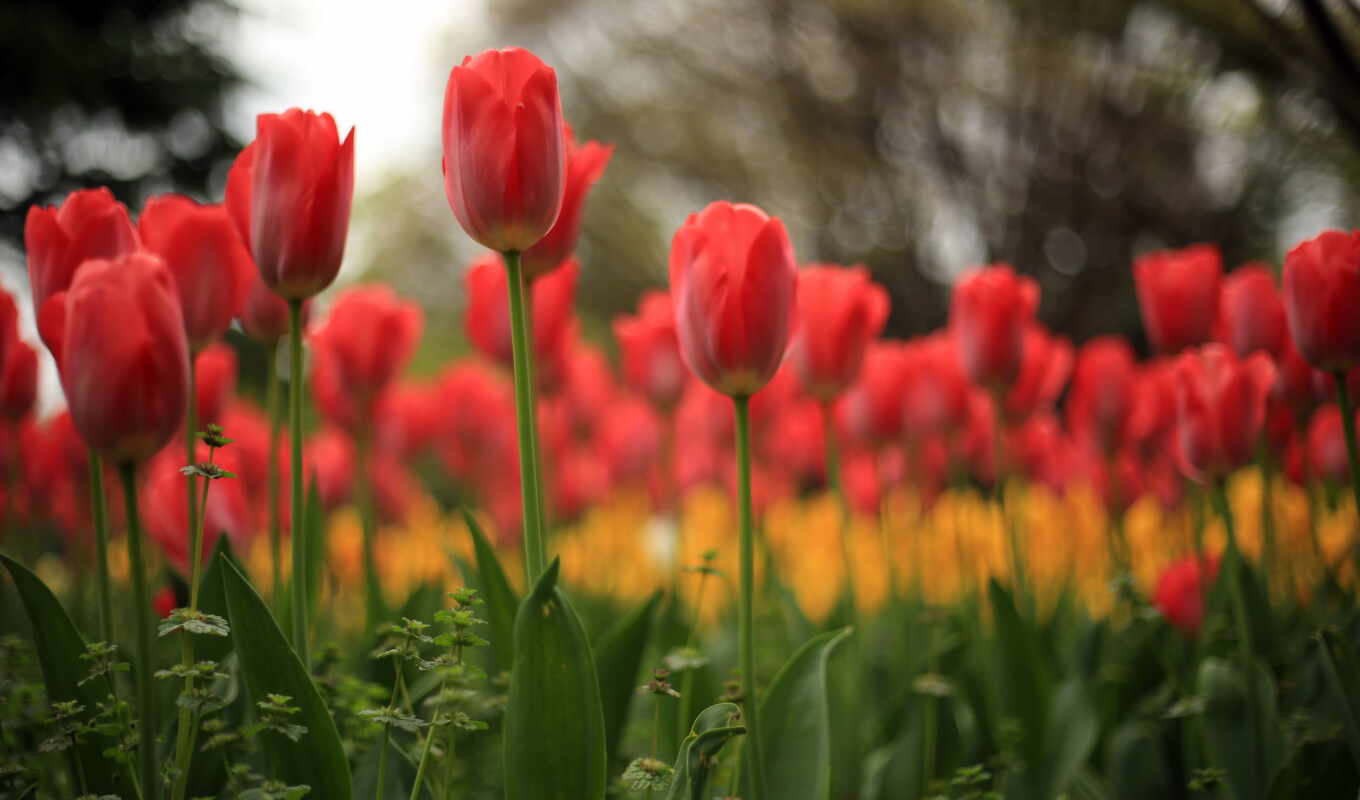 nature, flowers, tulip