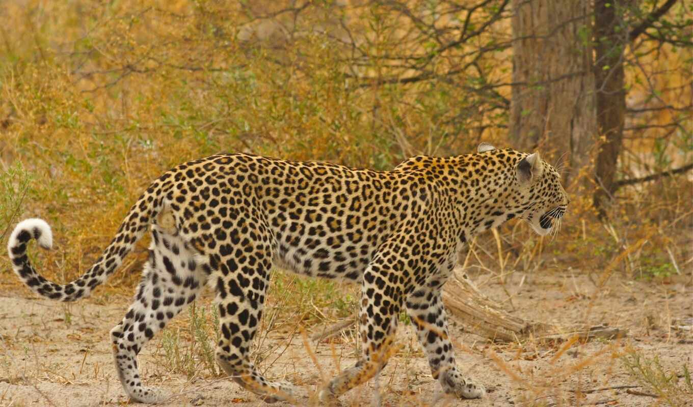more, животные, правильный, леопард, африка, check, flickr