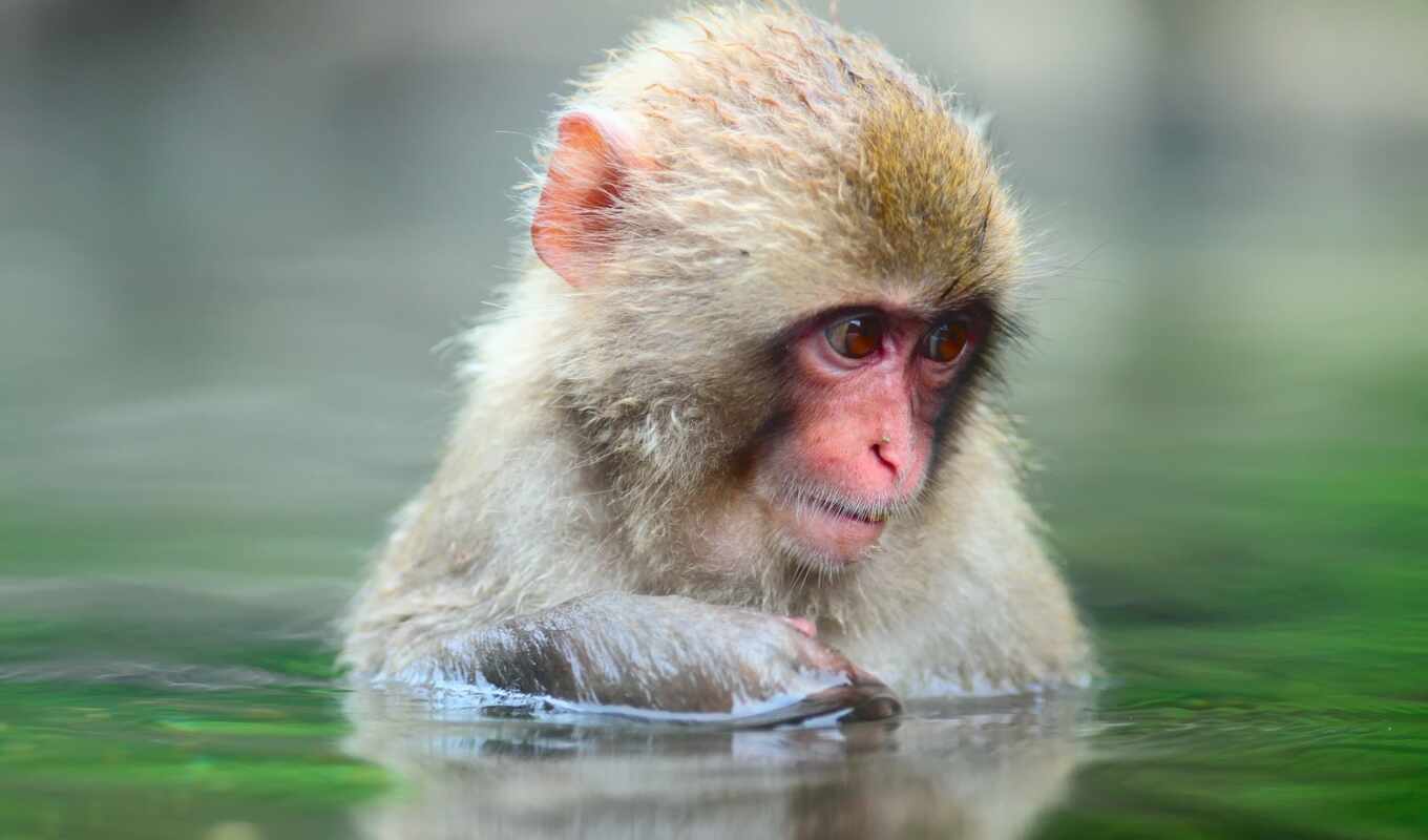 water, обезьяны, обезьяна, воде, zhivotnye, грустная, макак, макака, обезьянка
