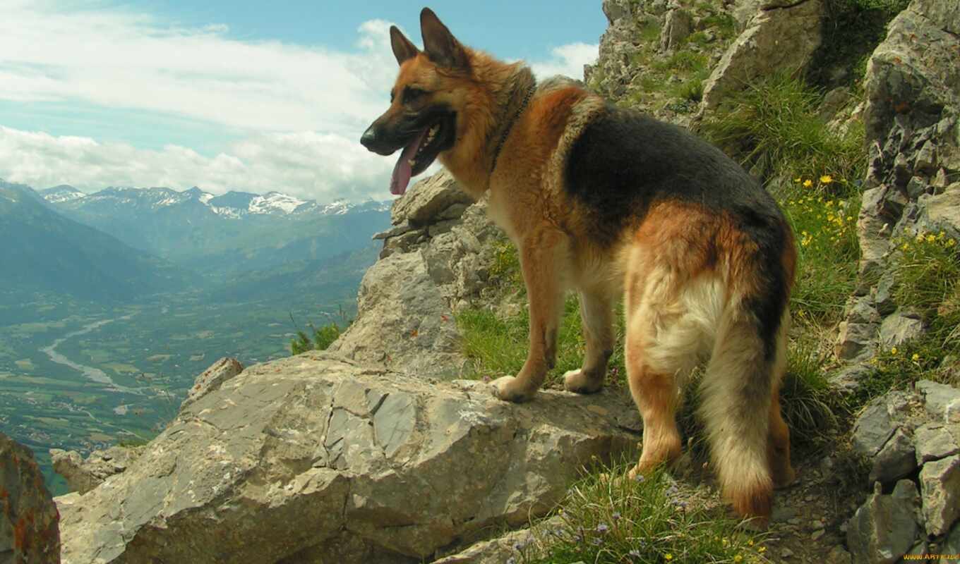 dogs, awesome, german, nature, german