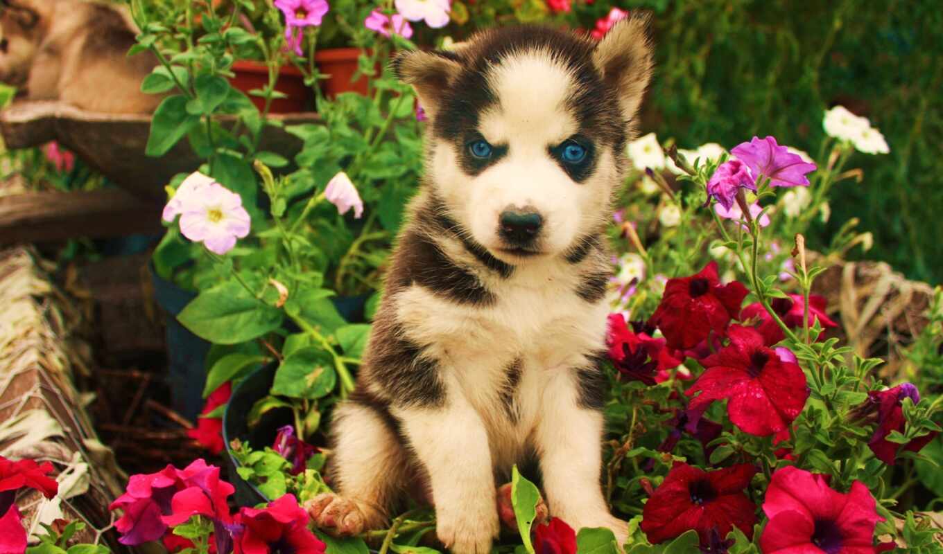 blue, eyes, chocolate, puppy, husky, lab, flickr