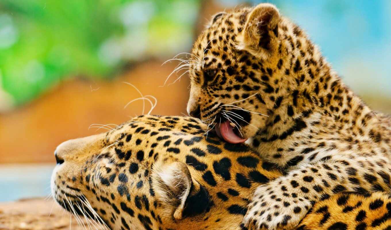 leopard, predator, tiger, animal, the trunk, jaguar, steam, cow, zhivotnye, armadillo, kartinkioboi