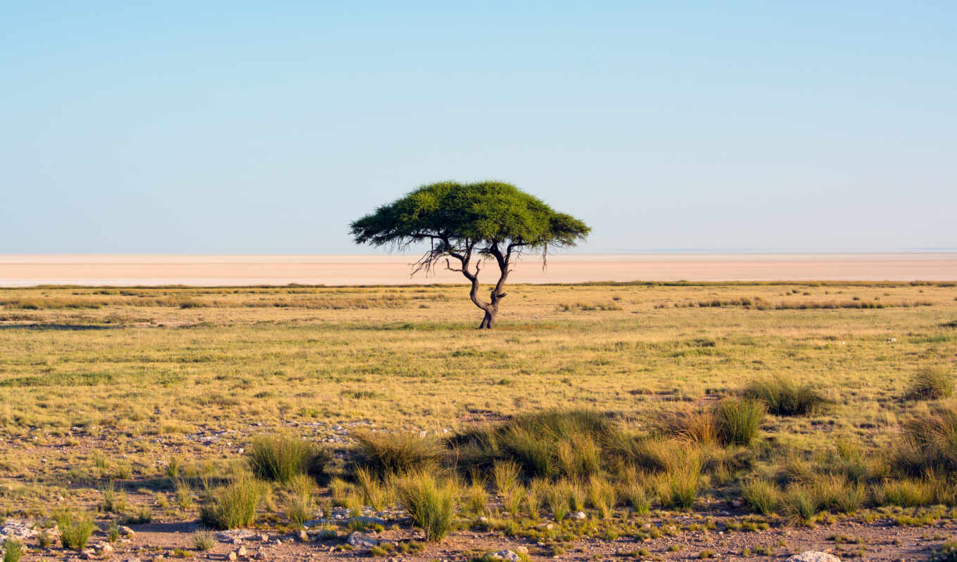 природа, небо, дерево, landscape, животные, саванна, горизонт, park, африка, national, namibia