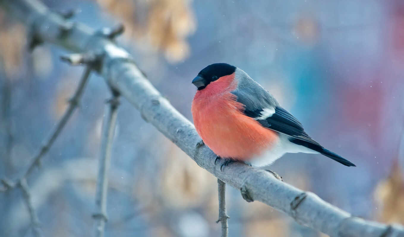 природа, коллекция, winter, уже, лучшая, загружено, птицы