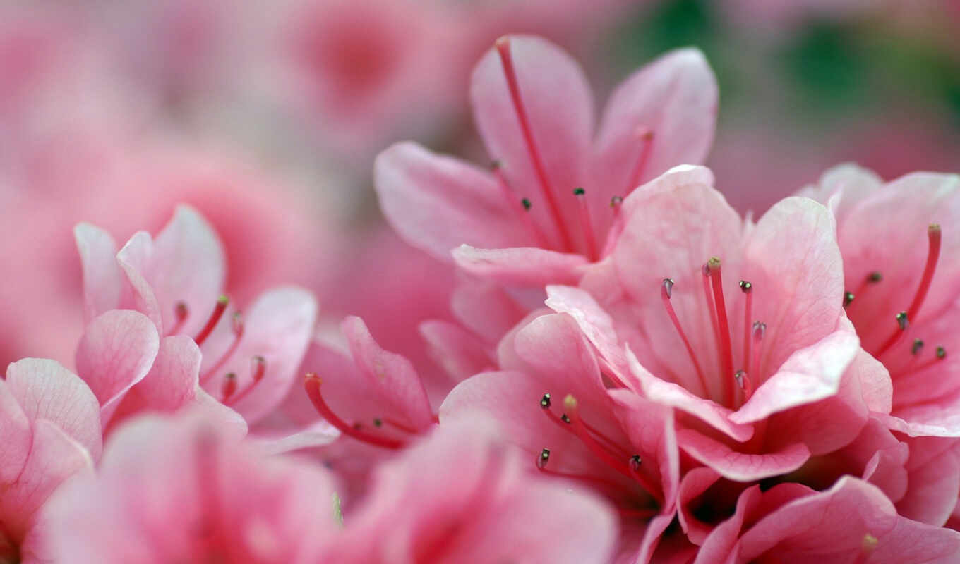 цветы, биг, весна, красивый, рододендрон, shirokoformatnyi