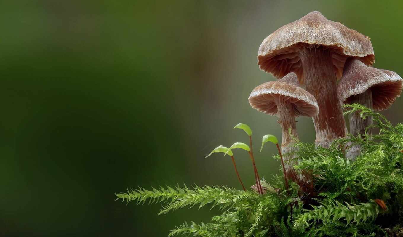 mushroom, makryi